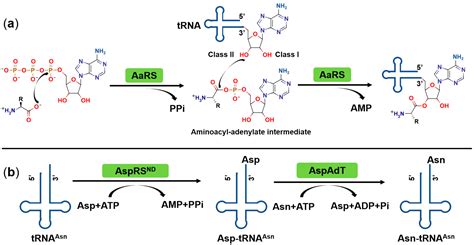 trna synthetase|trna synthetase mechanism.